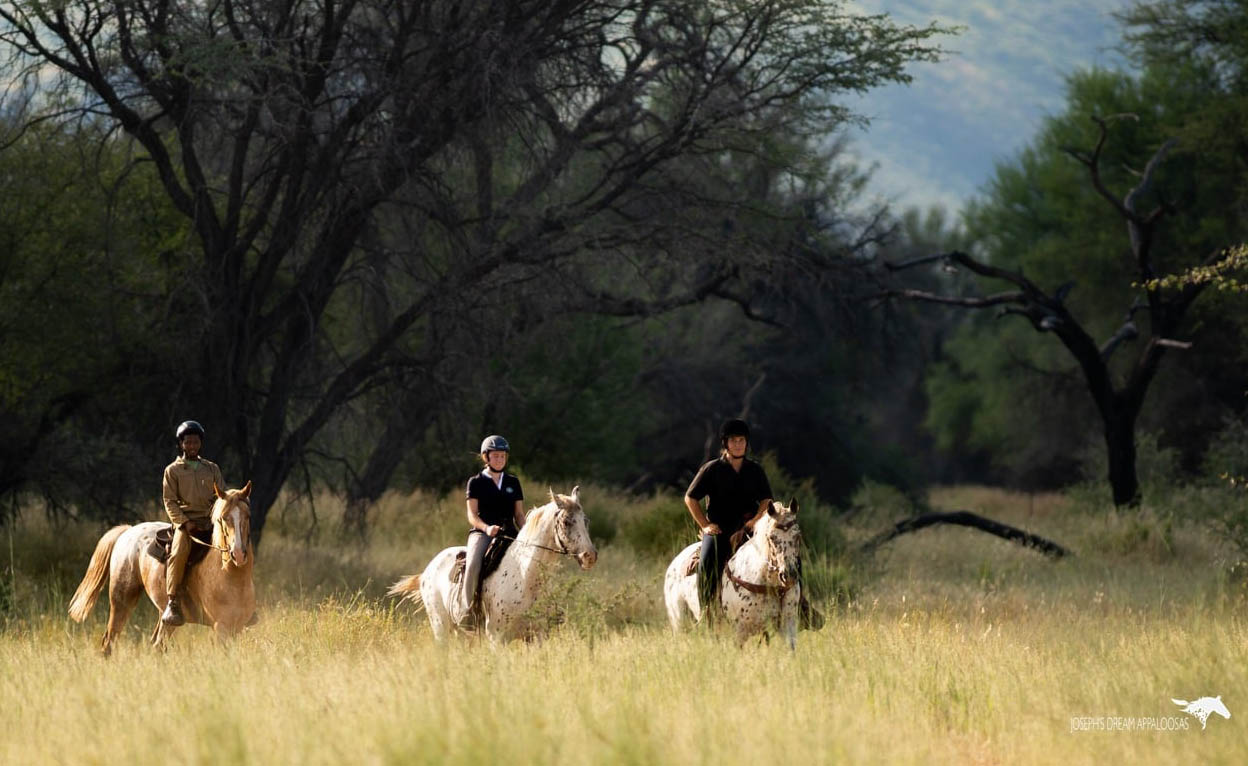 Joseph`s Dream Appaloosa Studs